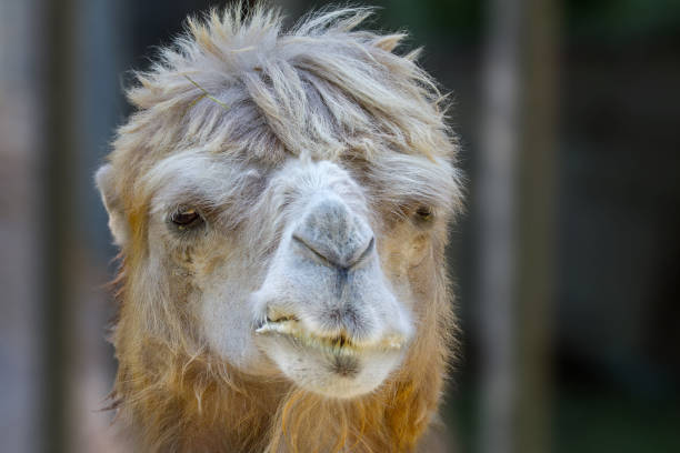 cabeza de animal de un camello que mastica - artex fotografías e imágenes de stock