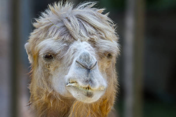 animal head of a camel that chews - artex imagens e fotografias de stock