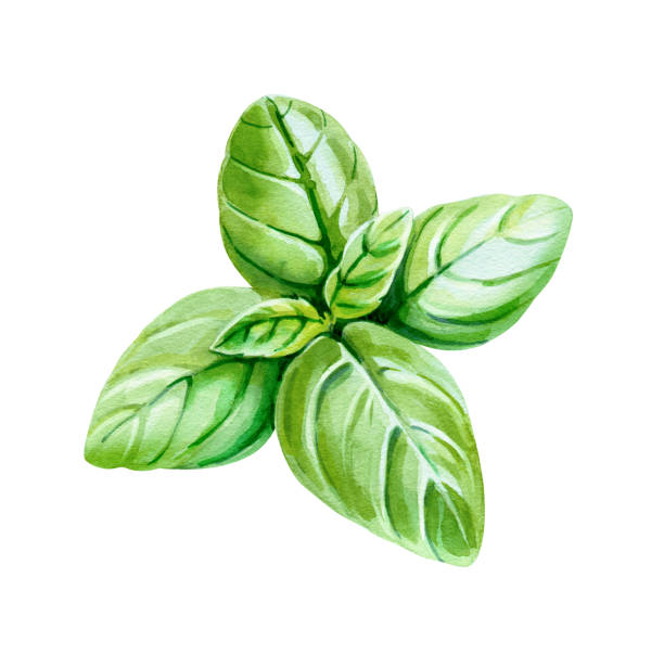 Basil leaves isolated on white watercolor illustration Watercolor illustration of fresh Basil leaves isolated on white background with clipping path included serbia and montenegro stock illustrations