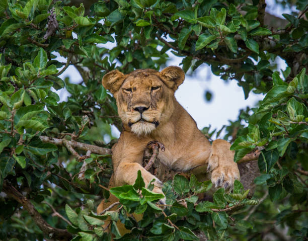 istock Lioness lying on a big tree. Close-up. Uganda. East Africa. 696978202