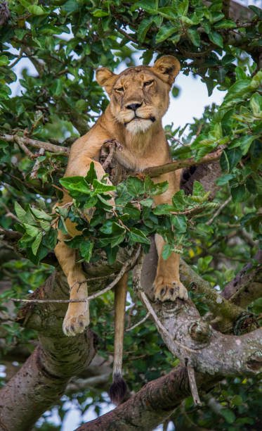 istock Lioness lying on a big tree. Close-up. Uganda. East Africa. 696978224