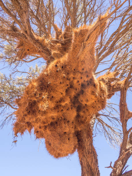 istock Huge weaver bird nest in Namibia, Africa 696978324
