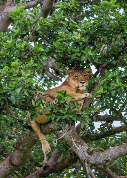 istock Lioness lying on a big tree. Close-up. Uganda. East Africa. 696978366