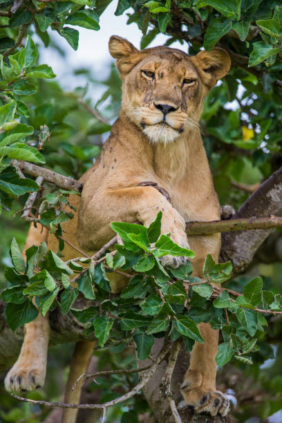 istock Lioness lying on a big tree. Close-up. Uganda. East Africa. 696978850