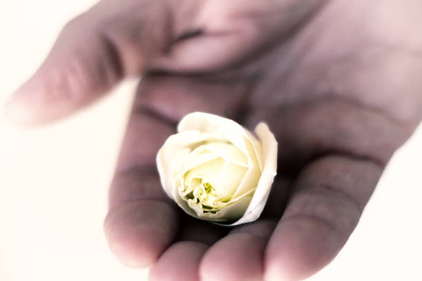 Toddler baby hand resting on blanket, holding old fashion wild white rose, symbolizing, purity, growth and new life.