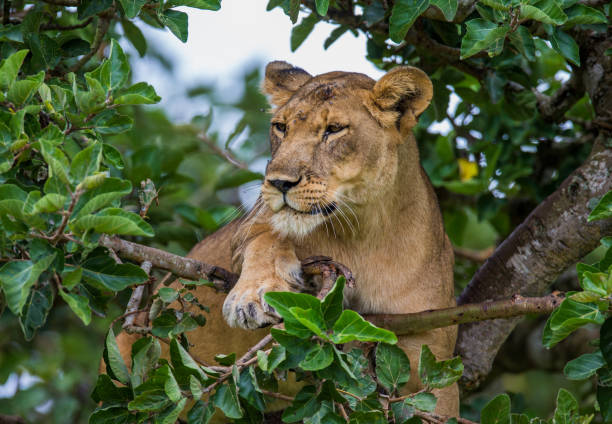 Lioness lying on a big tree. Close-up. Uganda. East Africa. stock photo