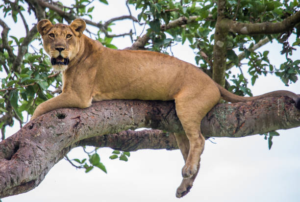 istock Lioness lying on a big tree. Close-up. Uganda. East Africa. 696981362