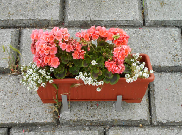 Pink geraniums and sweet alyssums in the flower pot, on the retaining wall Geraniums and sweet alyssums in the plastic pots, on the concrete retaining wall cineraria maritima stock pictures, royalty-free photos & images