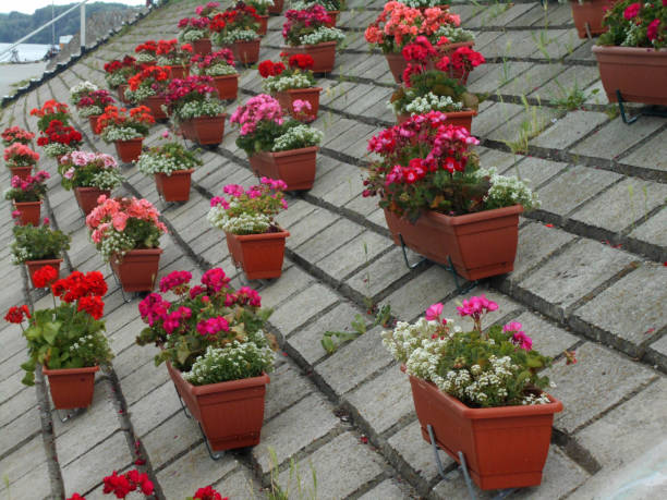 Red, white and pink geraniums with sweet alyssums in the pots, on the retaining wall Geraniums and sweet alyssums in the plastic pots, on the concrete retaining wall cineraria maritima stock pictures, royalty-free photos & images