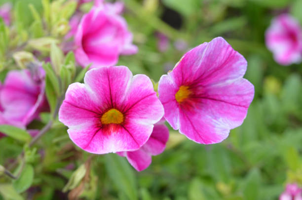 istock Flower petunia garden 696981558