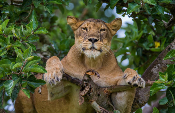 istock Lioness lying on a big tree. Close-up. Uganda. East Africa. 696981626