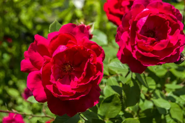 Rose paintings, color-colored roses, pink roses in the garden,Roses, roses for the day of love, the most wonderful natural roses suitable for web design, love symbol roses
