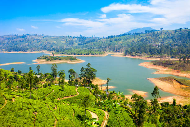 Tea plantation, Sri Lanka Tea plantation and Maskeliya Dam Lake or Maussakelle reservoir near Nuwara Eliya in Sri Lanka. Nuwara Eliya is the most important place for tea production in Sri Lanka. nuwara eliya stock pictures, royalty-free photos & images