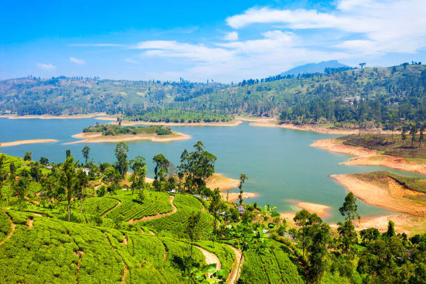 plantacja herbaty, sri lanka - sri lanka zdjęcia i obrazy z banku zdjęć