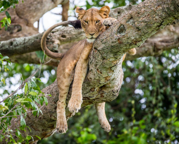 istock Lioness lying on a big tree. Close-up. Uganda. East Africa. 696988328
