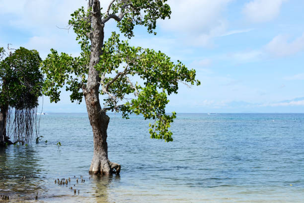 istock Mangrove tree grow on white sand, blue sea beach under blue cloudy sky 696988578