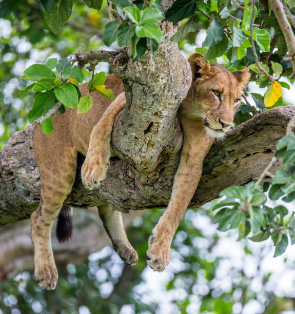 istock Lioness lying on a big tree. Close-up. Uganda. East Africa. 696988642