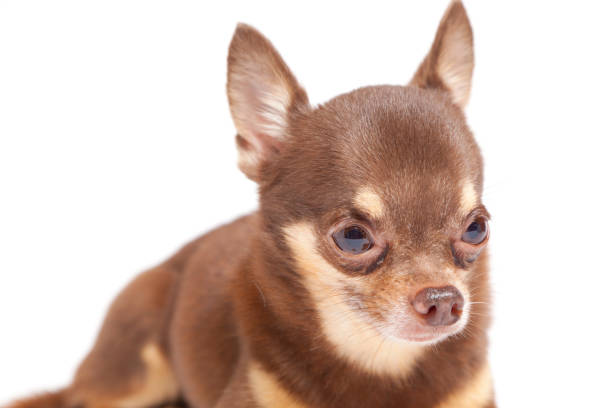 istock chihuahua on white background 696988690