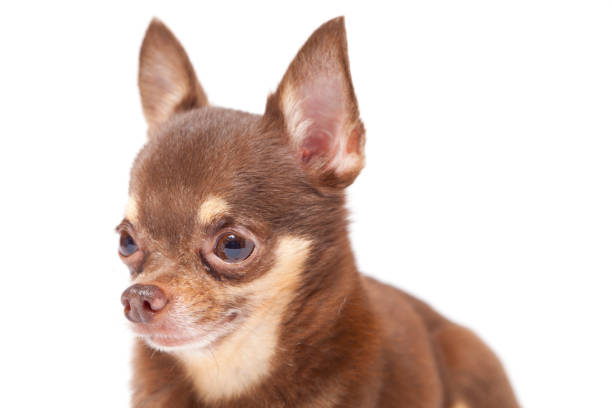 istock chihuahua on white background 696988706