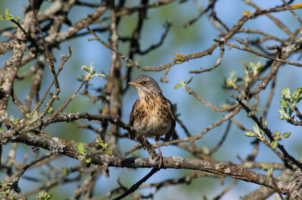 istock Young Fieldfare among the branches of Apple tree 696988936