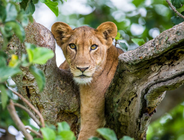 istock Lioness lying on a big tree. Close-up. Uganda. East Africa. 696989374