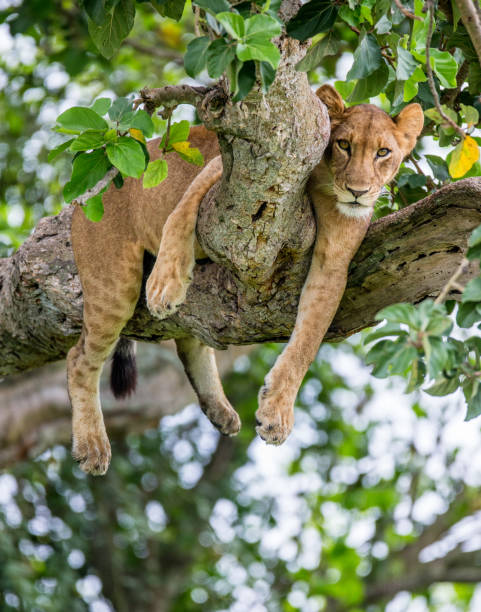 istock Lioness lying on a big tree. Close-up. Uganda. East Africa. 696989426