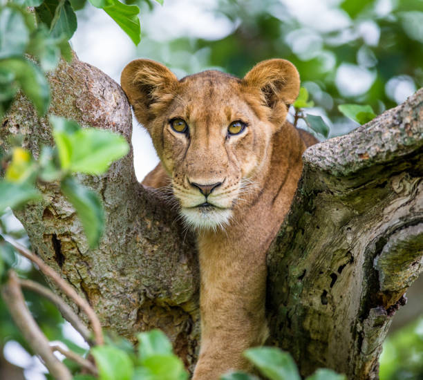 istock Lioness lying on a big tree. Close-up. Uganda. East Africa. 696989436