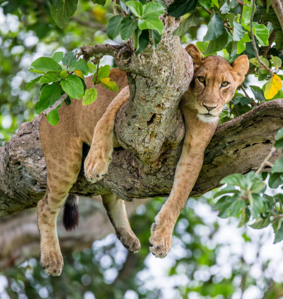 istock Lioness lying on a big tree. Close-up. Uganda. East Africa. 696992434