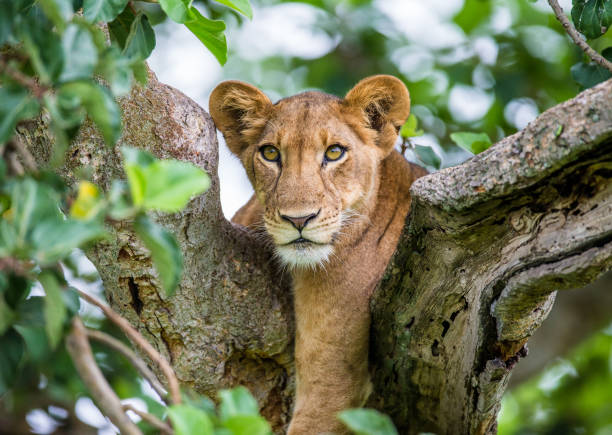 istock Lioness lying on a big tree. Close-up. Uganda. East Africa. 696992822