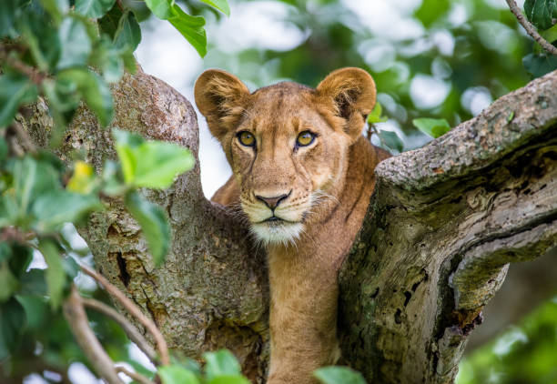 istock Lioness lying on a big tree. Close-up. Uganda. East Africa. 696994252
