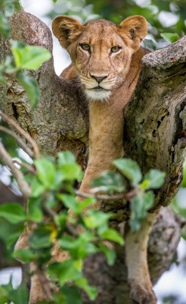 istock Lioness lying on a big tree. Close-up. Uganda. East Africa. 696994876