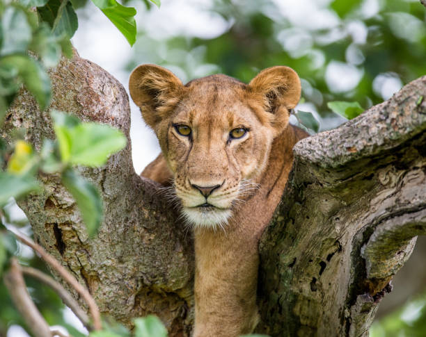 istock Lioness lying on a big tree. Close-up. Uganda. East Africa. 696994914