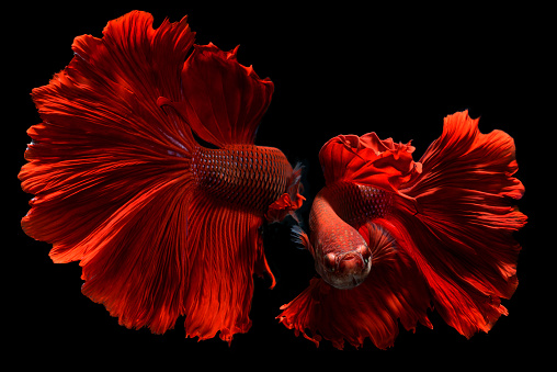 Fancy red Betta or Saimese fighting fish swiming and show the motion of dress fin.