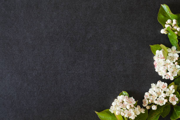 istock White flowers on the dark background. Greeting card. 697000034