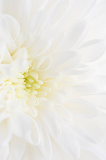 istock white flower peony as the background 697000524