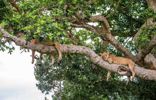 istock Two lionesses lie on a big tree. Close-up. Uganda. East Africa. 697000558