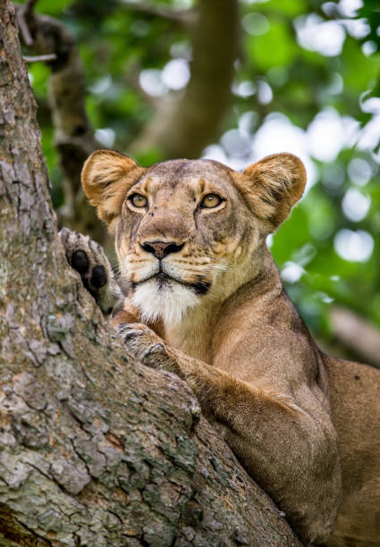 istock Lioness lying on a big tree. Close-up. Uganda. East Africa. 697003254