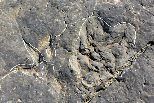 Ichnites or fossilized footprints of dinosaur. Era del Peladillo, Igea, La Rioja, Spain.