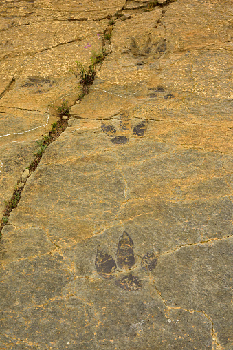 Ichnites or fossilized footprints of dinosaur. El Portillo, Munilla, La Rioja, Spain.