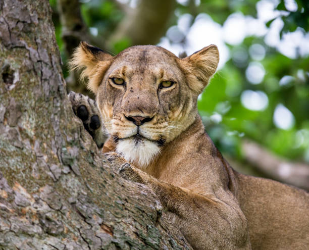istock Lioness lying on a big tree. Close-up. Uganda. East Africa. 697003838