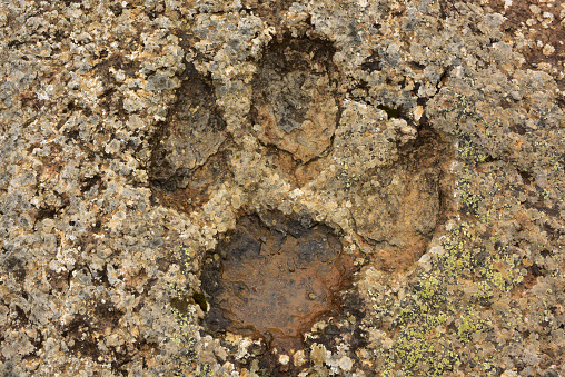 Ichnites or fossilized footprints of dinosaur. La Canal, Munilla, La Rioja, Spain.