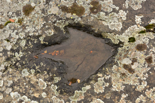 ichnite - dinosaur footprint track fossil foto e immagini stock