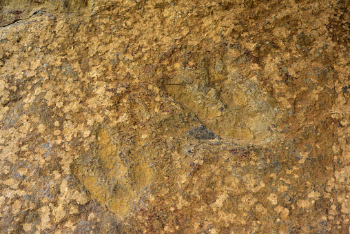 Ichnites or fossilized footprints of dinosaur. Villar-Poyales, Enciso, La Rioja, Spain.