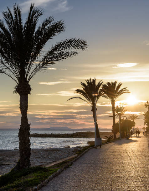istock Palm tree silhouettes in Mediterranean beach sunset 697004870