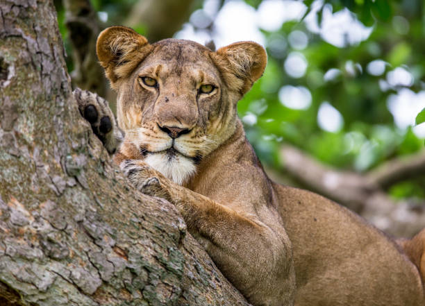 istock Lioness lying on a big tree. Close-up. Uganda. East Africa. 697004900