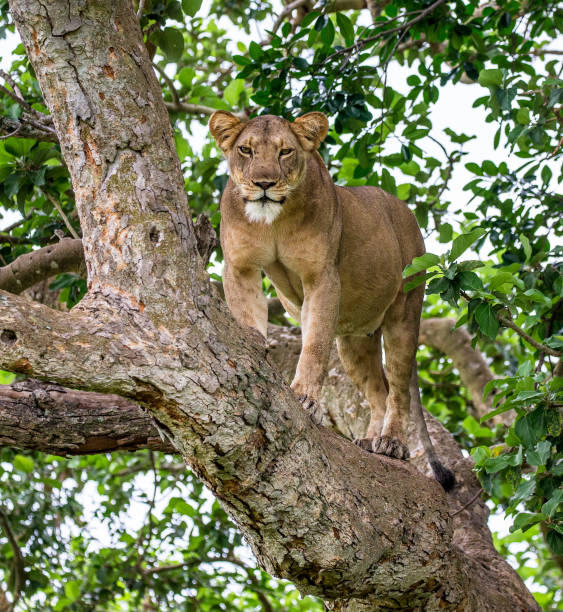 istock Lioness on a big tree. Close-up. Uganda. East Africa. 697005182