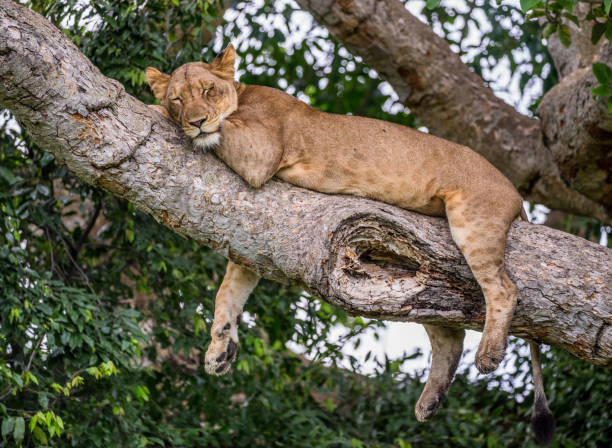 istock Lioness lying on a big tree. Close-up. Uganda. East Africa. 697005214