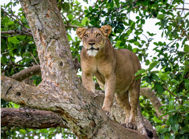 istock Lioness on a big tree. Close-up. Uganda. East Africa. 697006842