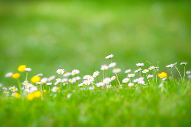 istock Wild flowers in the grass 697007916