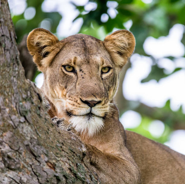 istock Lioness lying on a big tree. Close-up. Uganda. East Africa. 697008060